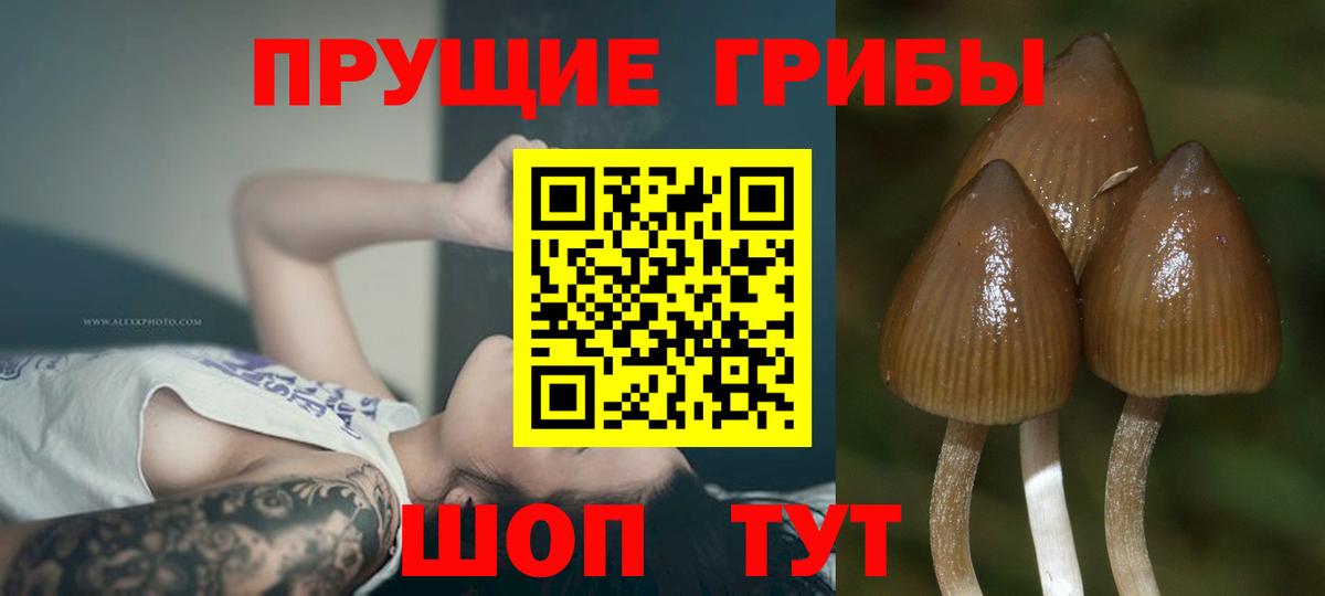 Псилоцибиновые грибы Magic Shrooms  Псилоцибиновые грибы Psilocybine cubensis  где купить наркотик  Барабинск  Вход с VPN 